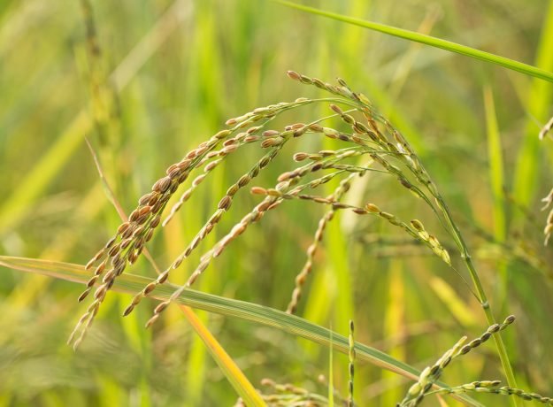 Kuruvaikalanjiyam crop
