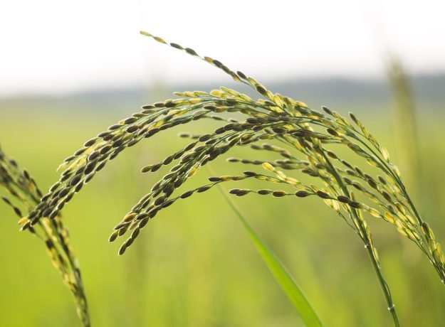 Mathimuni panicle (2)