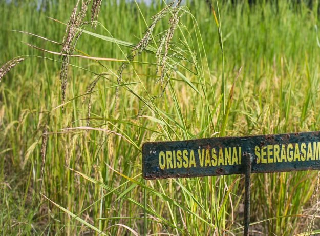 Orissa-Vasanai-Seeraga-Samba-2