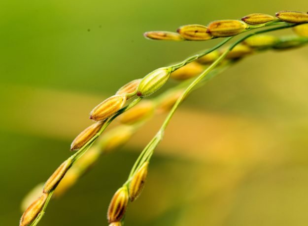 Pattaraikaar grains (2)