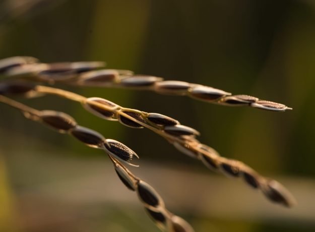 Ramakalli panicle closeup