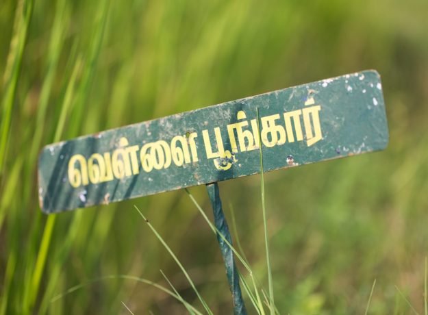 Vellai poongkar